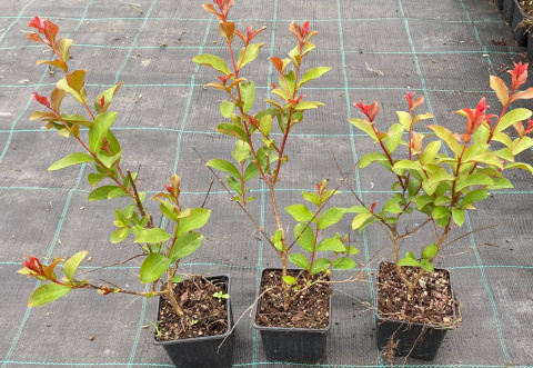 Lagerstroemia Biała Długo Kwitnie doniczka 0,5L Lagerstroemia Biała Długo Kwitnie doniczka 0,5L