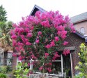 Lagerstroemia PETITE PINK DŁUGO PIĘKNIE Kwitnie doniczka 1L