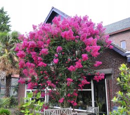 Lagerstroemia PETITE PINK DŁUGO PIĘKNIE Kwitnie doniczka 1L