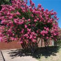 Lagerstroemia PETITE PINK DŁUGO PIĘKNIE Kwitnie doniczka 1L