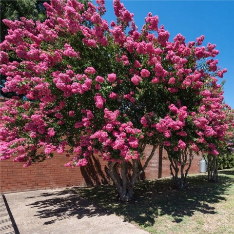 Lagerstroemia PETITE PINK DŁUGO PIĘKNIE Kwitnie doniczka 1L Lagerstroemia PETITE PINK DŁUGO PIĘKNIE Kwitnie doniczka 1L