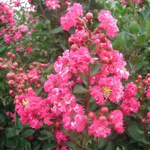 Lagerstroemia PETITE PINK DŁUGO PIĘKNIE Kwitnie doniczka 1L Lagerstroemia PETITE PINK DŁUGO PIĘKNIE Kwitnie doniczka 1L
