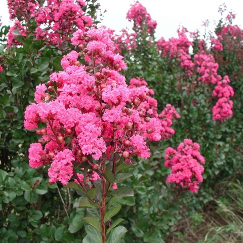 Lagerstroemia PETITE PINK DŁUGO PIĘKNIE Kwitnie doniczka 1L Lagerstroemia PETITE PINK DŁUGO PIĘKNIE Kwitnie doniczka 1L