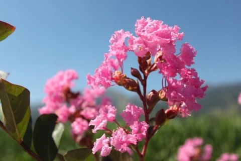 Lagerstroemia PETITE PINK DŁUGO PIĘKNIE Kwitnie doniczka 1L Lagerstroemia PETITE PINK DŁUGO PIĘKNIE Kwitnie doniczka 1L