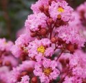 Lagerstroemia PETITE PINK DŁUGO PIĘKNIE Kwitnie doniczka 1L