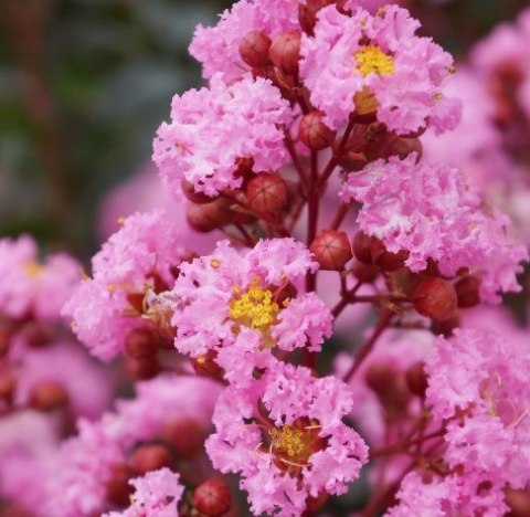 Lagerstroemia PETITE PINK DŁUGO PIĘKNIE Kwitnie doniczka 1L Lagerstroemia PETITE PINK DŁUGO PIĘKNIE Kwitnie doniczka 1L