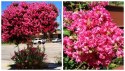 Lagerstroemia PETITE PINK DŁUGO PIĘKNIE Kwitnie doniczka 1L