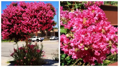 Lagerstroemia PETITE PINK DŁUGO PIĘKNIE Kwitnie doniczka 1L Lagerstroemia PETITE PINK DŁUGO PIĘKNIE Kwitnie doniczka 1L