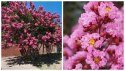 Lagerstroemia PETITE PINK DŁUGO PIĘKNIE Kwitnie doniczka 1L