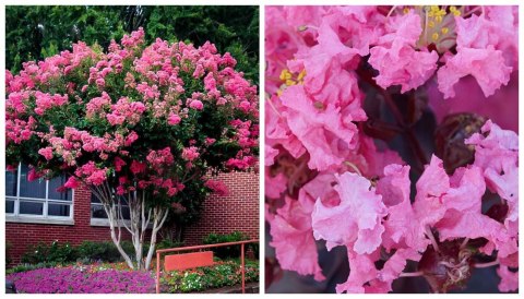 Lagerstroemia PETITE PINK DŁUGO PIĘKNIE Kwitnie doniczka 1L Lagerstroemia PETITE PINK DŁUGO PIĘKNIE Kwitnie doniczka 1L