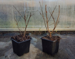 Lagerstroemia PETITE PINK DŁUGO PIĘKNIE Kwitnie doniczka 1L