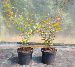 Lagerstroemia Petite Pink doniczka 2L
