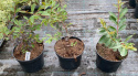 Lagerstroemia indyjska Red Imperator doniczka 2L