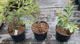 Lagerstroemia indyjska Red Imperator doniczka 2L