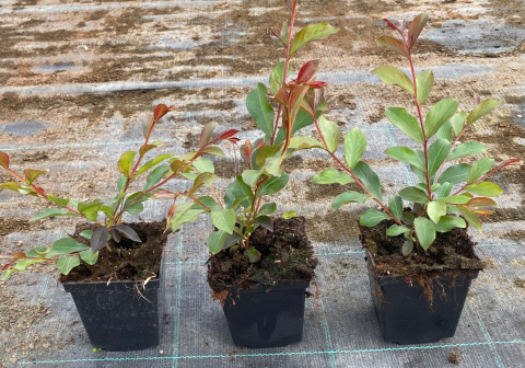Lagerstroemia indyjska White doniczka 0,5L Lagerstroemia indyjska White doniczka 0,5L