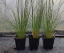 Ostnica Pony Tails doniczka 1L