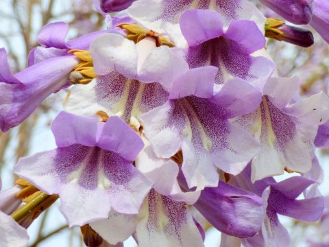 Paulownia Tlenowe Drzewko doniczka 0,5L Paulownia Tlenowe Drzewko doniczka 0,5L