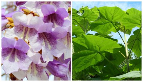 Paulownia Tlenowe Drzewko doniczka 0,5L Paulownia Tlenowe Drzewko doniczka 0,5L