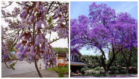 Paulownia Tlenowe Drzewko doniczka 0,5L Paulownia Tlenowe Drzewko doniczka 0,5L