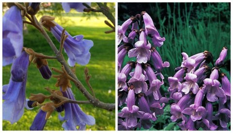 Paulownia Tlenowe Drzewko doniczka 0,5L Paulownia Tlenowe Drzewko doniczka 0,5L