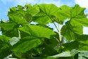 Paulownia Tlenowe Drzewko doniczka 0,5L