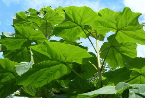 Paulownia Tlenowe Drzewko doniczka 0,5L Paulownia Tlenowe Drzewko doniczka 0,5L