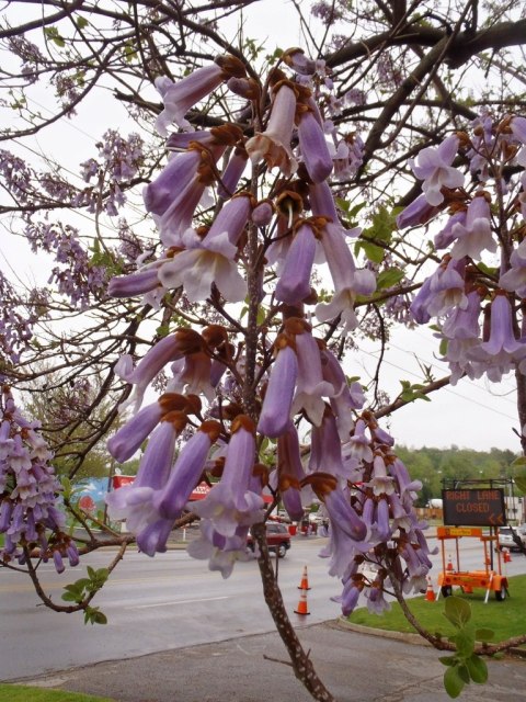 Paulownia Tlenowe Drzewko doniczka 0,5L Paulownia Tlenowe Drzewko doniczka 0,5L