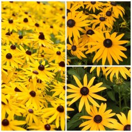 Rudbekia błyskotliwa Wyjątkowe Złote Kwiaty Doniczka 1L