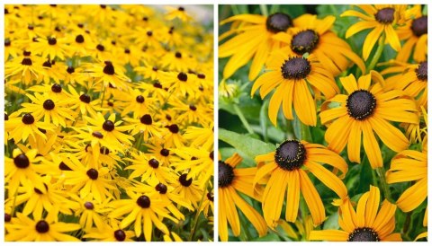 Rudbekia błyskotliwa Wyjątkowe Złote Kwiaty Doniczka 1L Rudbekia błyskotliwa Wyjątkowe Złote Kwiaty Doniczka 1L