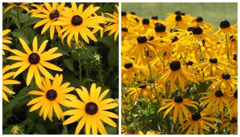 Rudbekia błyskotliwa Wyjątkowe Złote Kwiaty Doniczka 1L Rudbekia błyskotliwa Wyjątkowe Złote Kwiaty Doniczka 1L