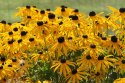 Rudbekia błyskotliwa Wyjątkowe Złote Kwiaty Doniczka 1L