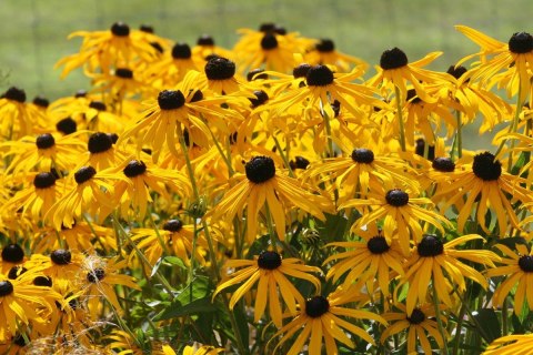 Rudbekia błyskotliwa Wyjątkowe Złote Kwiaty Doniczka 1L Rudbekia błyskotliwa Wyjątkowe Złote Kwiaty Doniczka 1L