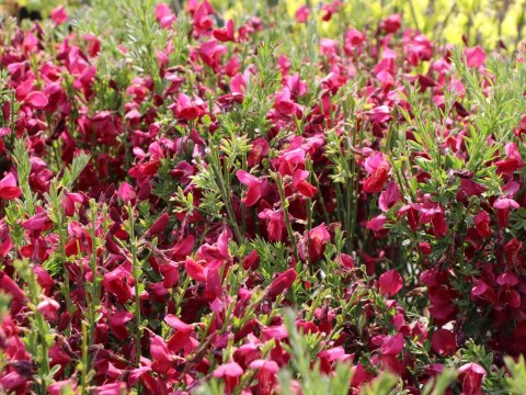 Żarnowiec Czerwono-różowy Boskoop Ruby doniczka 2L Żarnowiec Czerwono-różowy Boskoop Ruby doniczka 2L