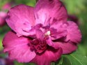 Hibiskus Sanchoyo doniczka 1L