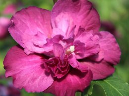Hibiskus Sanchoyo doniczka 1L