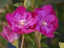 Hibiskus Sanchoyo doniczka 1L