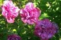 Hibiskus Sanchoyo doniczka 1L