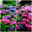 Hortensja Ogrodowa Hydrangea Macrophylla DEUTSCHLAND Idealna na Taras doniczka 1L
