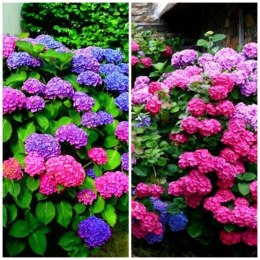 Hortensja Ogrodowa Hydrangea Macrophylla DEUTSCHLAND Idealna na Taras doniczka 1L