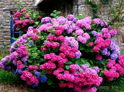 Hortensja Ogrodowa Hydrangea Macrophylla DEUTSCHLAND Idealna na Taras doniczka 1L Hortensja Ogrodowa Hydrangea Macrophylla DEUTSCHLAND Idealna na Taras doniczka 1L