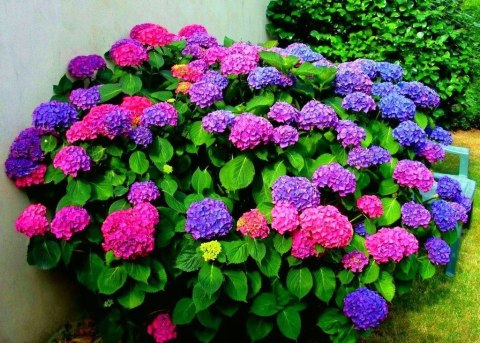 Hortensja Ogrodowa Hydrangea Macrophylla DEUTSCHLAND Idealna na Taras doniczka 1L Hortensja Ogrodowa Hydrangea Macrophylla DEUTSCHLAND Idealna na Taras doniczka 1L