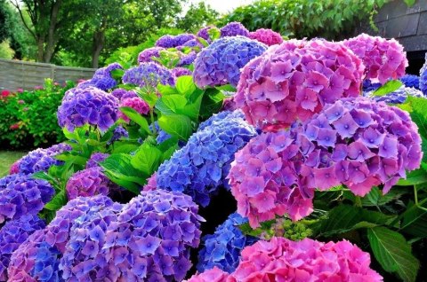 Hortensja Ogrodowa Hydrangea Macrophylla DEUTSCHLAND Idealna na Taras doniczka 1L Hortensja Ogrodowa Hydrangea Macrophylla DEUTSCHLAND Idealna na Taras doniczka 1L