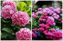 Hortensja Ogrodowa Hydrangea Macrophylla DEUTSCHLAND Idealna na Taras doniczka 1L