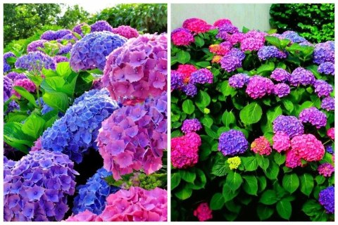 Hortensja Ogrodowa Hydrangea Macrophylla DEUTSCHLAND Idealna na Taras doniczka 1L Hortensja Ogrodowa Hydrangea Macrophylla DEUTSCHLAND Idealna na Taras doniczka 1L
