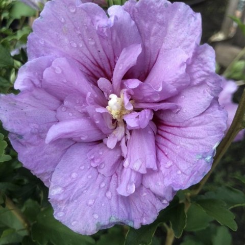 Krzew Hibiskus Ogrodowy Lavender Chiffon Dwukolorowe Kwiaty Doniczka 2L Krzew Hibiskus Ogrodowy Lavender Chiffon Dwukolorowe Kwiaty Doniczka 2L