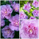 Krzew Hibiskus Ogrodowy Lavender Chiffon Dwukolorowe Kwiaty Doniczka 2L