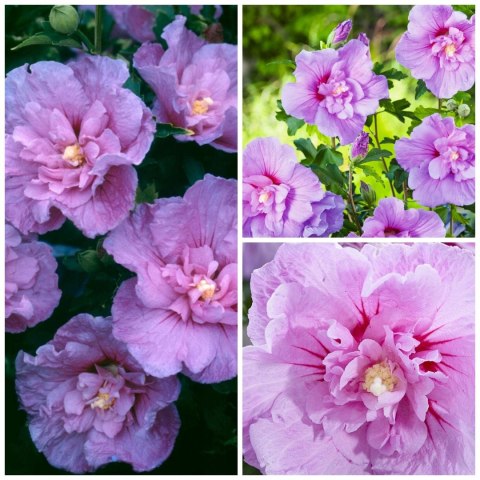 Krzew Hibiskus Ogrodowy Lavender Chiffon Dwukolorowe Kwiaty Doniczka 2L Krzew Hibiskus Ogrodowy Lavender Chiffon Dwukolorowe Kwiaty Doniczka 2L