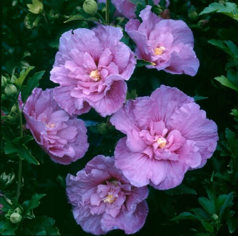Krzew Hibiskus Ogrodowy Lavender Chiffon Dwukolorowe Kwiaty Doniczka 2L Krzew Hibiskus Ogrodowy Lavender Chiffon Dwukolorowe Kwiaty Doniczka 2L