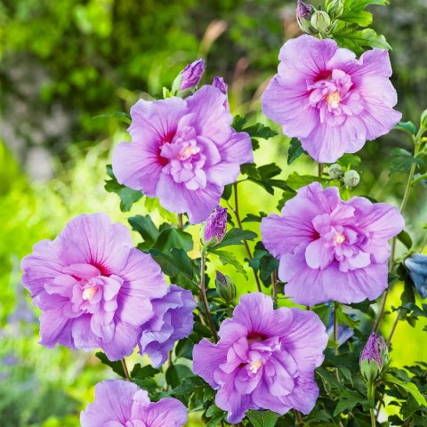 Krzew Hibiskus Ogrodowy Lavender Chiffon Dwukolorowe Kwiaty Doniczka 2L Krzew Hibiskus Ogrodowy Lavender Chiffon Dwukolorowe Kwiaty Doniczka 2L