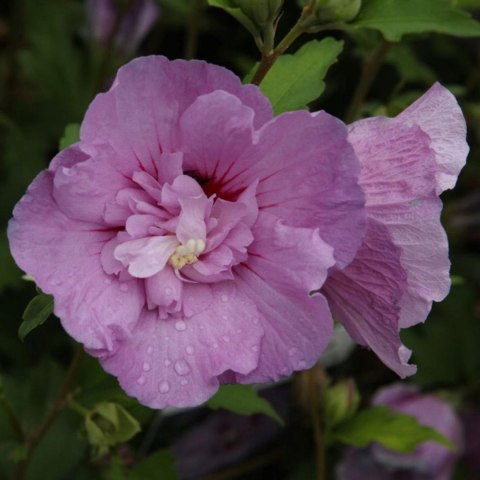 Krzew Hibiskus Ogrodowy Lavender Chiffon Dwukolorowe Kwiaty Doniczka 2L Krzew Hibiskus Ogrodowy Lavender Chiffon Dwukolorowe Kwiaty Doniczka 2L